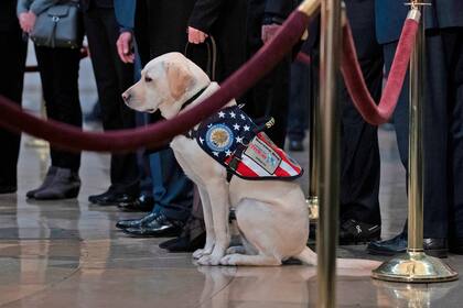 Sully, con ojos tristes observa el ataúd de su amos, George Bush