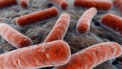 La tuberculosis se contagia a partir del bacilo de Koch