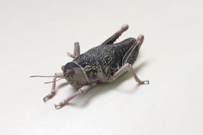 La Tucura sapo (Bufonacris claraziana) ha tenido estallidos poblacionales que podrían afectar pasturas, cultivos y zonas rurales del sur