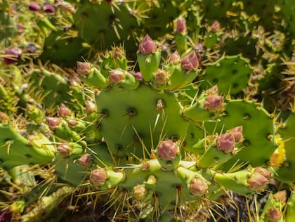 La tuna es una fruta de origen mexicano que crece en los cactus