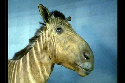 La última cuaga murió en el zoológico de Artis de Ámsterdam en agosto de 1883.