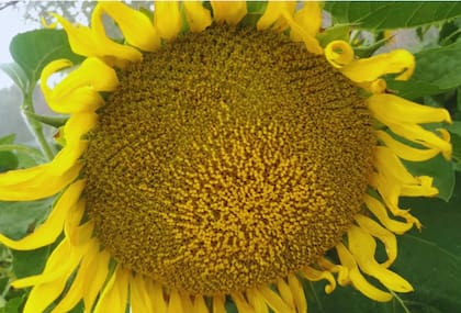 La última inversión permitió alcanzar una capacidad de molienda de girasol de aproximadamente 500.000 toneladas anuales