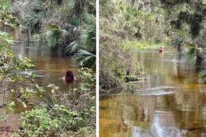 La última vez que fue vista estaba nadando en el río, rodeada de caimanes