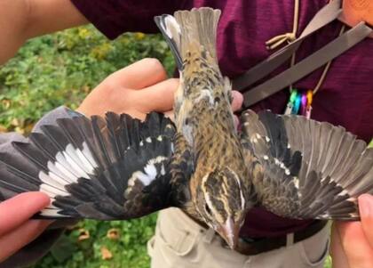 La última vez que se vio un ejemplar similar fue en 2005