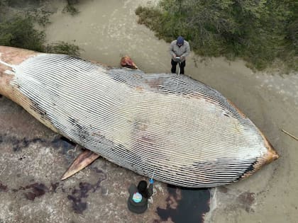La última vez que una ballena azul apareció muerta en Uruguay fue hace 100 años