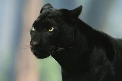 La última vez que una pantera negra fue vista ocurrió en las inmediaciones de los inhóspitos bosques de Goa, en la India