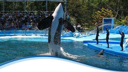 La única orca cautiva en Sudamérica está en San Clemente del Tuyú, donde participa de distintos shows