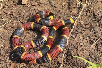 La única serpiente venenosa de todo Texas es la Coralillo
