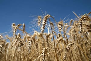 Opinión. El camino a la escasez del trigo