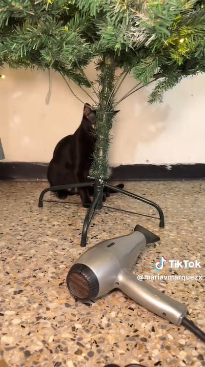 La usuaria intentó espantar a su gata con un secador de pelo y su mascota se amigó con el aparato