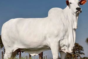 Se vendió una vaca valuada en más de US$4 millones