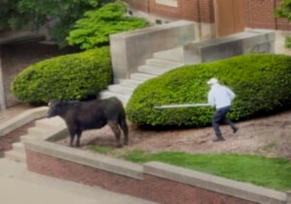 La vaca fue atrapada más de una hora después de haber escapado