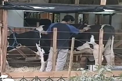 La vaca Margarita, una estrella de la casa de Gran Hermano del 2001