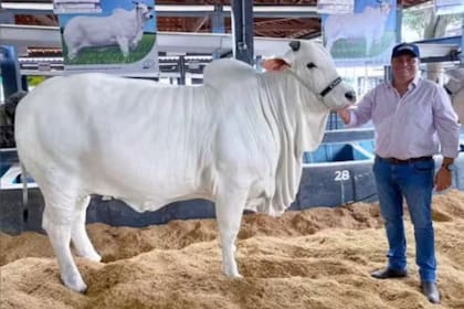 La vaca más cara del mundo durante una exhibición 