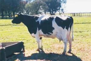 El sorprendente motivo por el cual esta es una supervaca