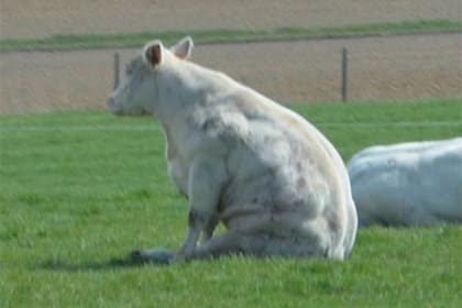 La vaca sentada a modo de perro llamó la atención en las redes y recibió casi 300.000 me gusta