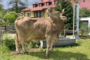 La vaca Veronika demostró que puede usar una escoba de forma "innovadora, flexible y funcional"