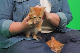 Gatos: la clave de la medicina preventiva y cuál es la importancia de respetar el esquema de vacunación