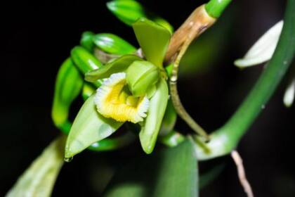 La vainilla es una especie de orquídea originaria de México