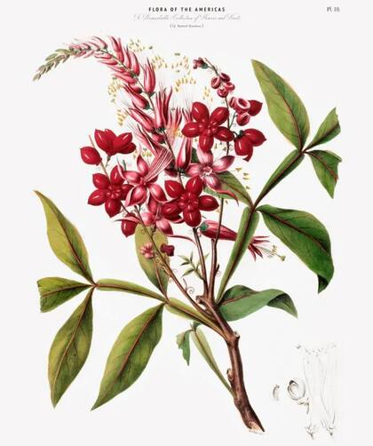 La vainilla y el cacao... dos exquisiteces latinoamericanas adoradas por los europeos