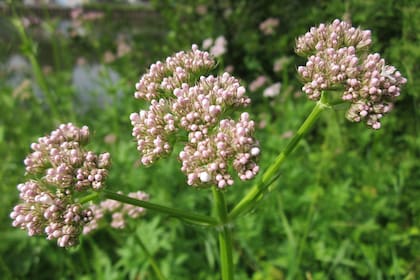 La valeriana es un antídoto ideal para combatir el insomnio