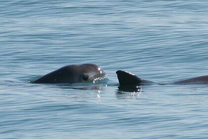 La vaquita marina se encuentra en las costas del Golfo de California