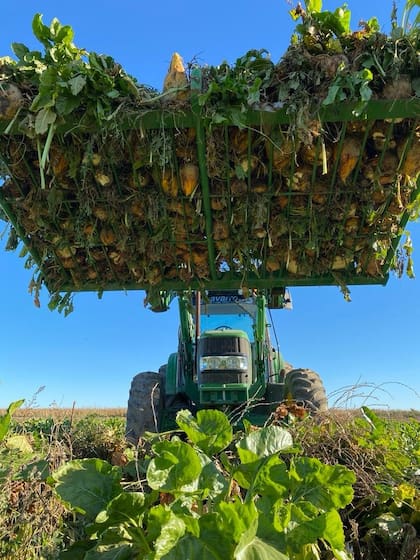 La variedad de la remolacha es la Beta vulgaris