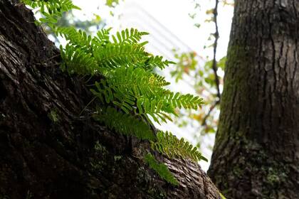 La variedad de plantas que tienen esta aparente capacidad de resucitar es sorprendente, aseguran los expertos