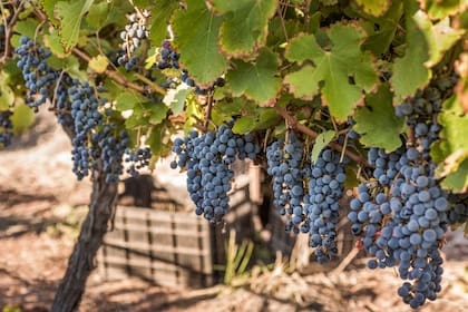 La variedad malbec, utilizada en Altos de Tinogasta
