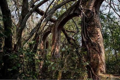 La vegetación creció sobre las ruinas del hotel