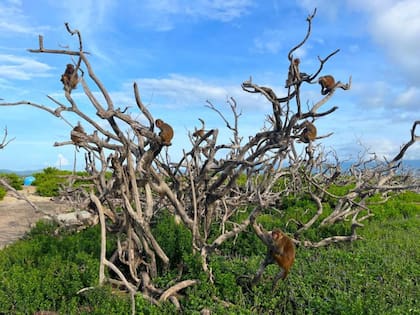 La vegetación de la isla es disfrutada por los monos