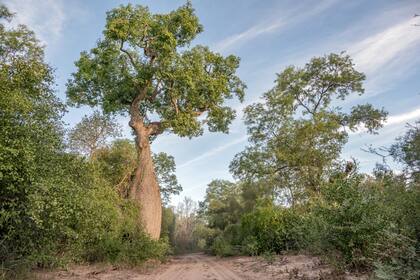 La vegetación del Imepentrable se distribuye en distintos sectores. Arriba, un palo borracho en medio del camino.