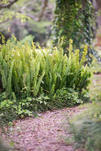 La vegetación juega un papel importante en la creación de un jardín amigable para las luciérnagas, ya que prefieren los ambientes húmedos y naturales.