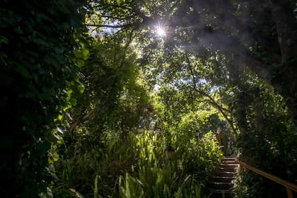 La vegetación reemplazó a la arena de los médanos que embistió durante años al Viejo Hotel Ostende