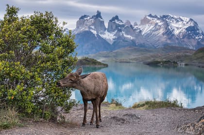 "La Vegetariana", Huemul en Parque Nacional Torres del Paine
Foto: Timothy Dhalleine