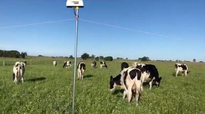 La vela automática es un caño que se usa para levantar el eléctrico para que las vacas pasen de un potrero a otro. Tiene un dispositivo electrónico que permite cronometrarlo para que suba de manera automática
