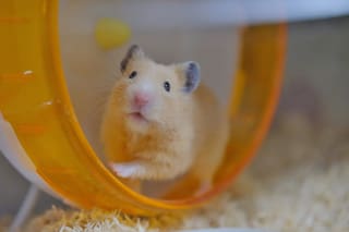 Serpientes de madera, “años hámster” y susurradores de IA: el nuevo diccionario de la economía del cambio