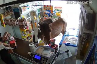 Dos caballos irrumpieron en un almacén y se comieron cañoncitos de dulce de leche