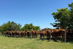El vicepresidente de la Rural y sus hermanos vendieron 24.000 hectáreas a un poderoso grupo inversor