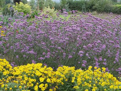 La Verbena bonariensis resiste heladas y algunos ejemplares pueden comportarse como plantas anuales