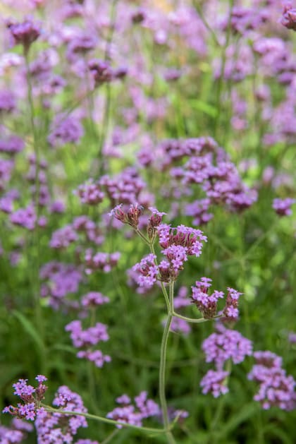La Verbena bonariensis supo ser vista como invasiva o desordenada y hoy es una de las estrellas del paisajismo contemporáneo