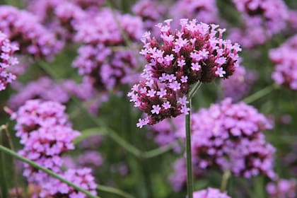 La verbena combina resistencia, color y crecimiento natural
