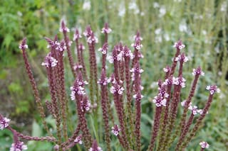 Qué dice la ciencia sobre esta planta ancestral que ayuda a aliviar el insomnio