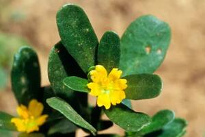 La verdolaga sigue siendo altamente productiva aún en condiciones de sequía