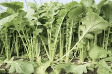 La verdura llena de propiedades y beneficios para la salud que casi nadie conoce