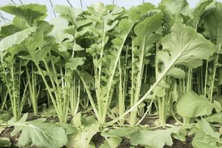 La verdura llena de propiedades y beneficios para la salud que casi nadie conoce