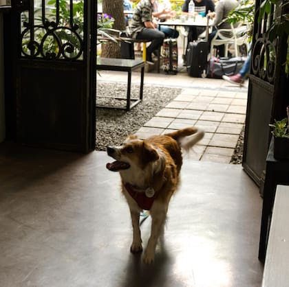 La vereda y el patio de Fauna Café y Flora son spots ideales para ir con compañeros de cuatro patas.