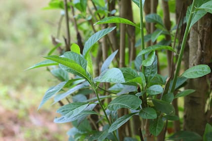 La Vernonia amygdalina es amarga y tóxica pero los chimpancés encontraron la manera de usarla a su favor