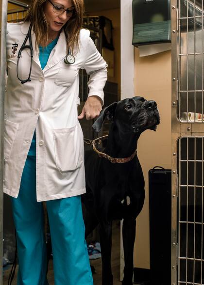 La veterinaria Karen Emerson les pidió a los dueños de un perro que paguen por un medicamento más caro que la ivermectina a raíz de la escasez (Houston Cofield/The New York Times)
