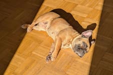 Por qué los perros no tienen que dormir en el suelo, según una veterinaria